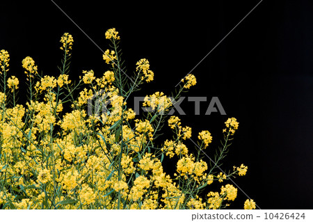 油菜花在黑色的背上閃閃發光 10426424