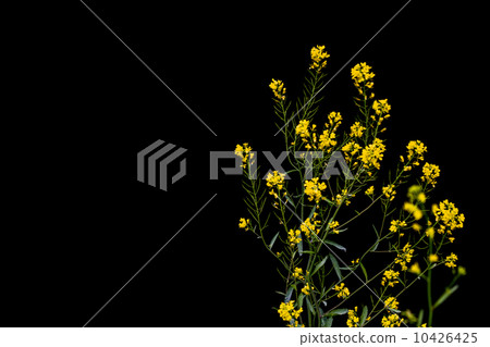 油菜花在黑色的背上閃閃發光 10426425