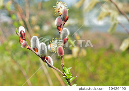 樹·Flysode Yanagi家庭 10426490