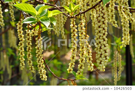 Tree · Kibushi kibushi family 10426503