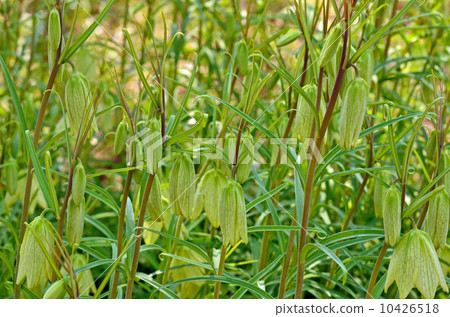 植物·畢摩百合 10426518