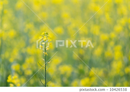 Rape blossoms 10426538