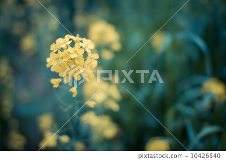 Rape blossoms Rape blossoms 10426540