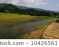 Season of rice planting (landscape in the countryside that reached early summer) 10426561