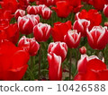 Tulip 10426588