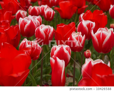 Tulip 10426588