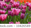 Tulip 10426589