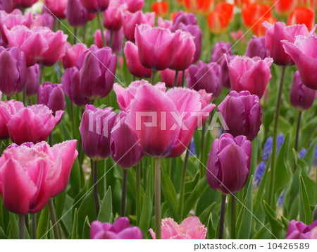 Tulip 10426589
