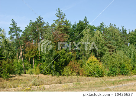 Summer forest on blue sky background 10426627