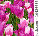 Tulip 10426636