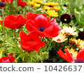 Anemones 10426637