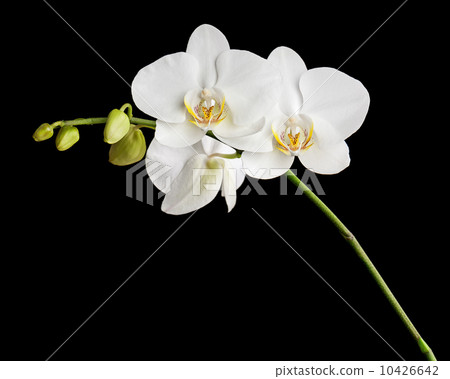 Three day old white orchid on black background. 10426642