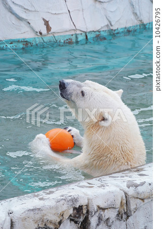 Joyful polar bear with a ball Joyful polar bear with a ball 10426795