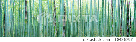 Bamboo forest of young bamboo 10426797