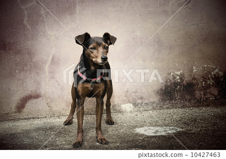 Pincher dog 10427463