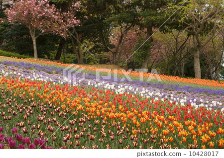  Tulip garden 10428017