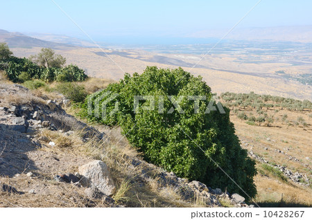 South shore of Lake Kinneret South shore of Lake Kinneret 10428267