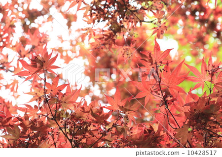 春楓 10428517