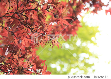 春楓 10428518