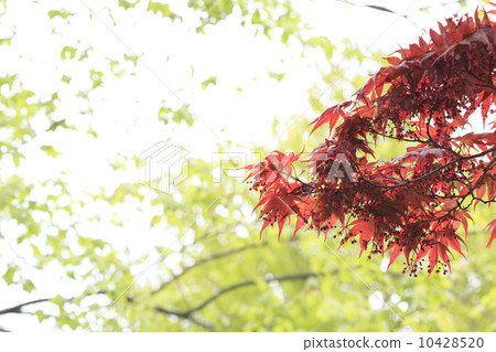 春楓 10428520