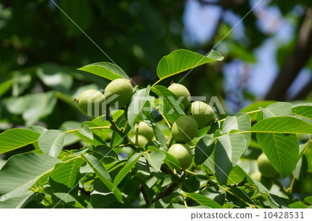 There is that walnut in this fruit of walnut. 10428531