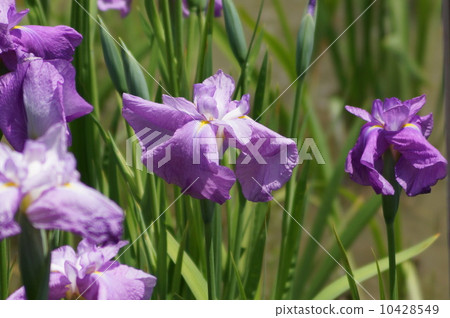 Aranila Higo Shiranui Shiranui Aranila Higo Shiranui Shiranui 10428549