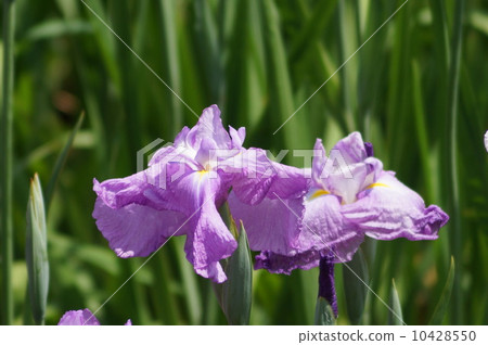 Aranila Higo Shiranui Shiranui Aranila Higo Shiranui Shiranui 10428550