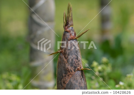 Bamboo shoot Bamboo shoot 10428626