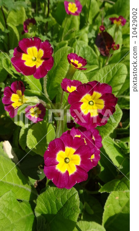 Polyan Polyan 10429002