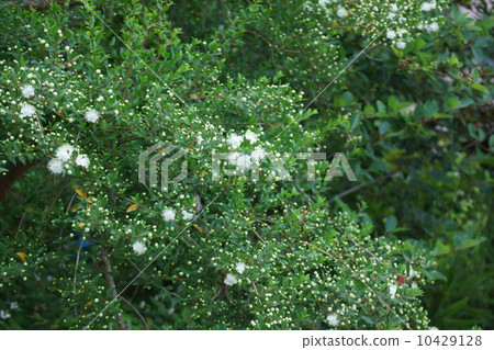 It is called silver plum flower ginkgo called aka Myrtle. It is called silver plum flower ginkgo called aka Myrtle. 10429128
