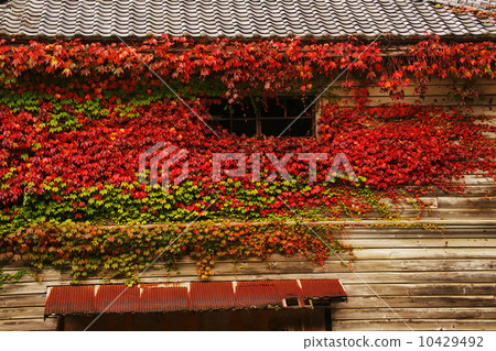 Brass crest 10429492