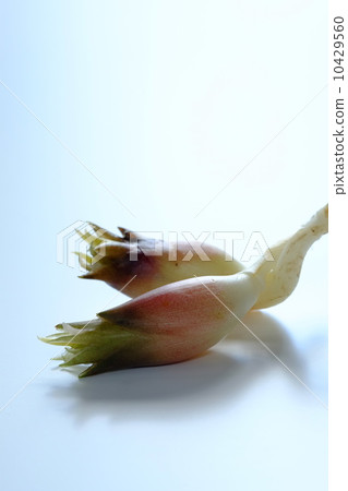 Myoga Myoga 10429560