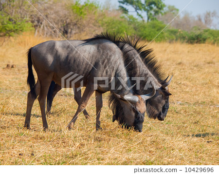 Blue wildebeest couple (gnu) 10429696