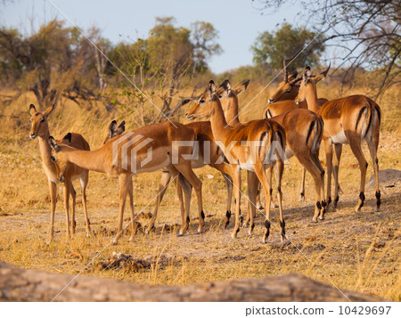 Impala herd 10429697