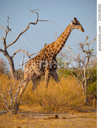 Giraffe in savanna 10429698