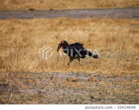 Ground hornbill 10429699