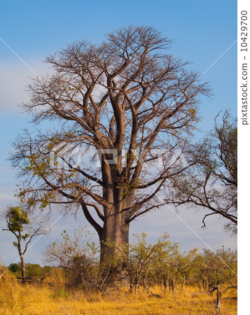 Baobab tree Baobab tree 10429700