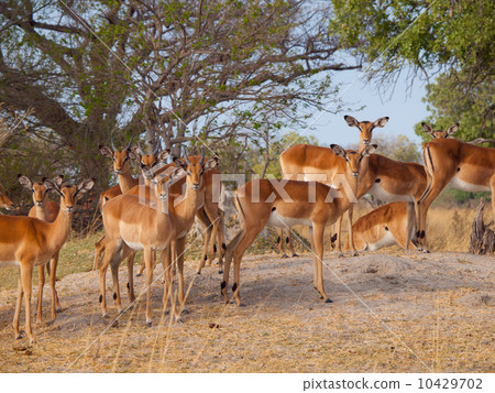 Impala herd 10429702