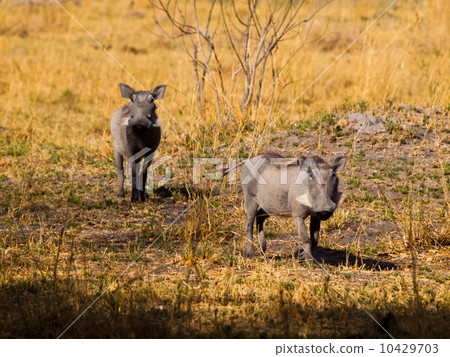 Two warthogs 10429703