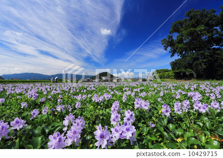 The water hyacinth of this Yakushiji ruins 10429715