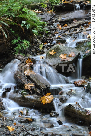 Beautiful Waterfall in Harrison BC Canada Beautiful Waterfall in Harrison BC Canada 10429872
