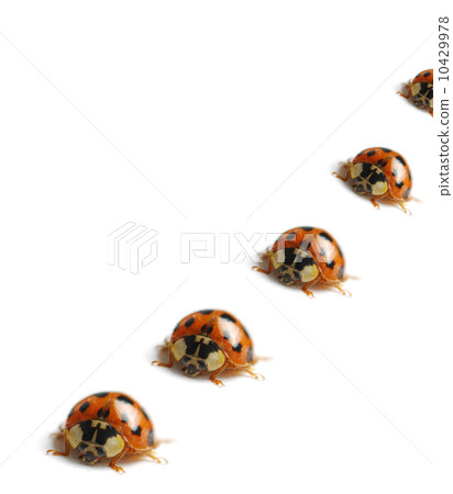 Macro ladybug Macro ladybug 10429978