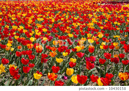 Group of red tulips in the park. Spring landscape. Group of red tulips in the park. Spring landscape. 10430158