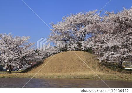 Kofun and cherry blossoms 10430412