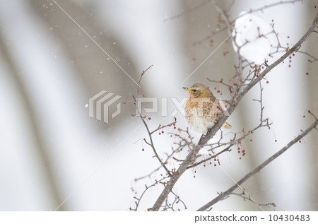 Subspecific bear thrush 10430483