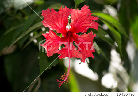 Hibiscus Photo 10430486