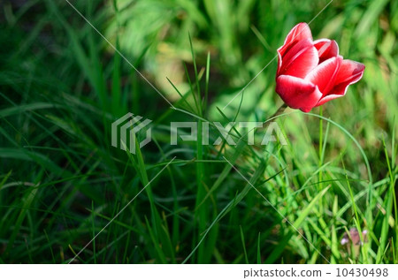 紅色突破點 10430498