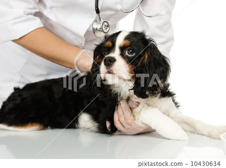 Young positive brunette veterinary woman holding spaniel with wounded leg 10430634