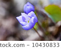 First spring flowers 10430833