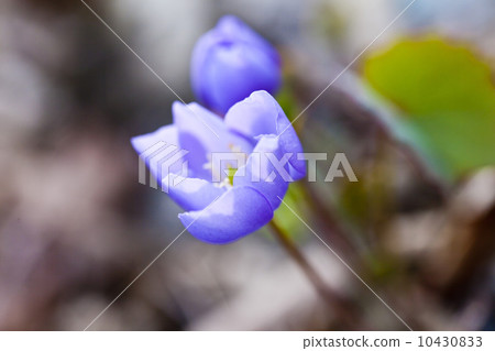 First spring flowers First spring flowers 10430833